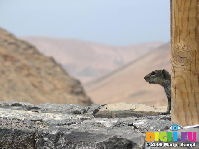 27930 Barbary Ground Squirrel on alert